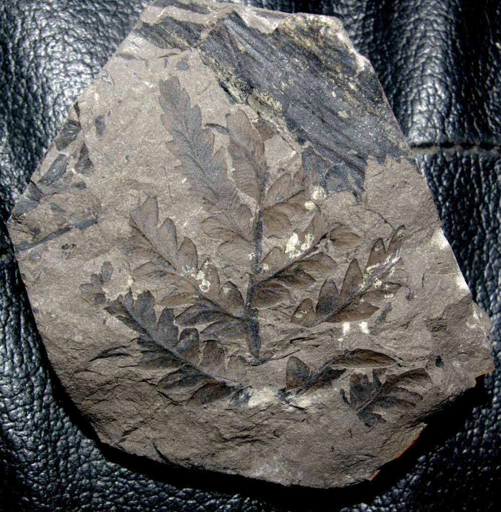Mariopteris nervosa