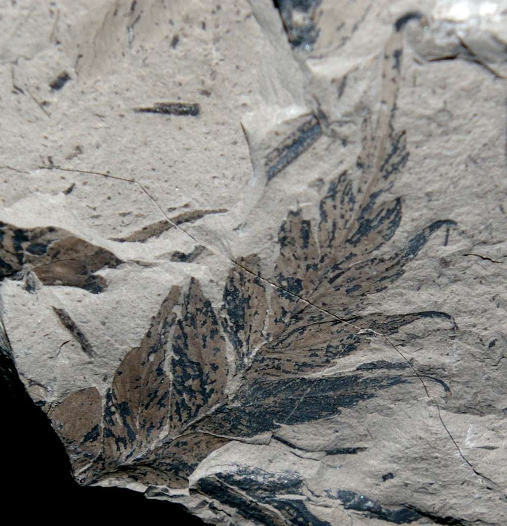 Carboniferous fossil fern