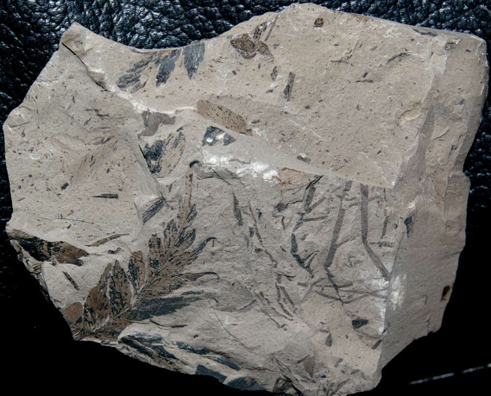 Mariopteris acuta