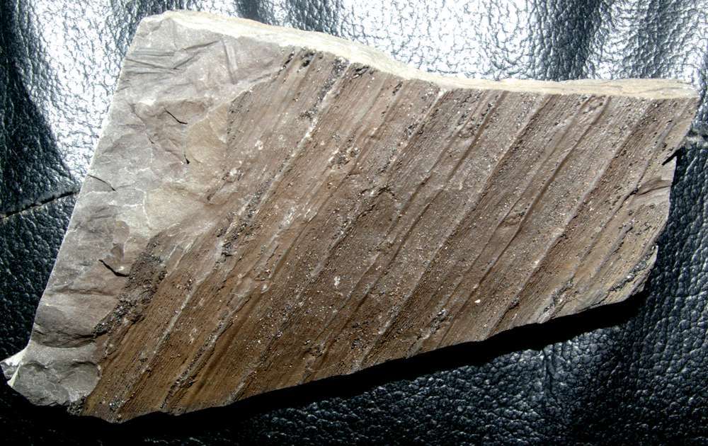 Sigillaria pseudomicrostigma
