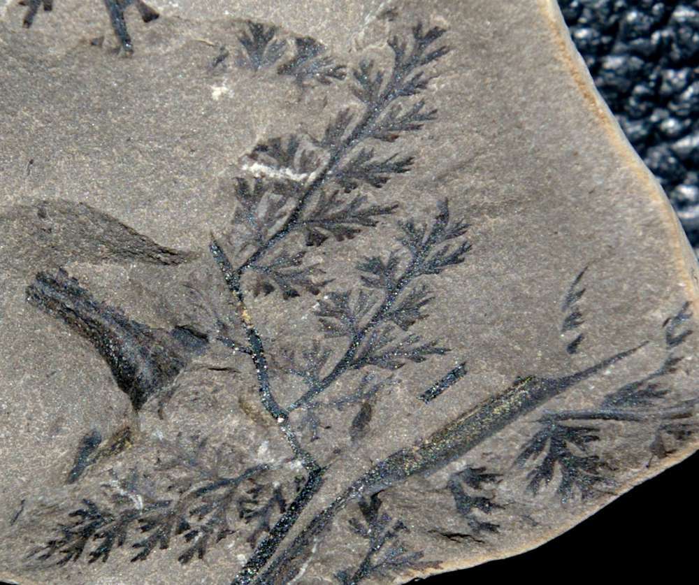 Sphenopteris sancti felicis