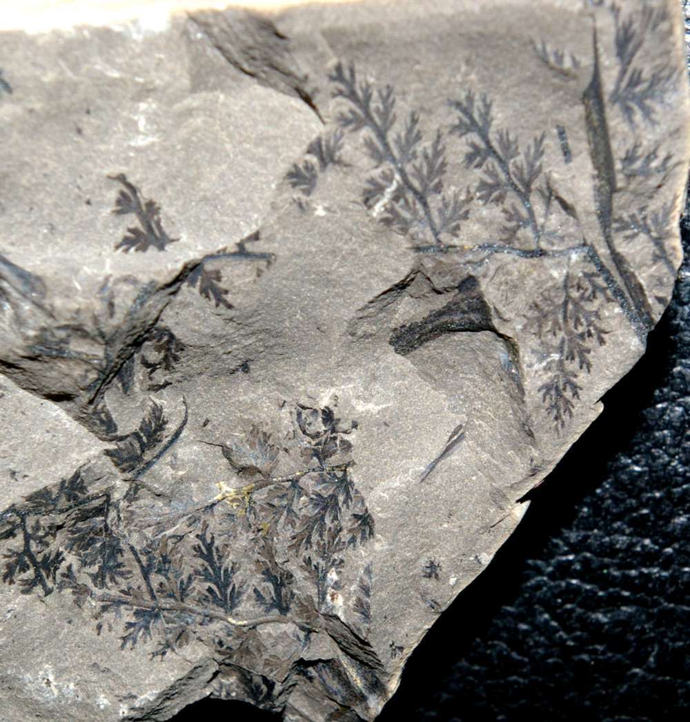 Sphenopteris sancti felicis