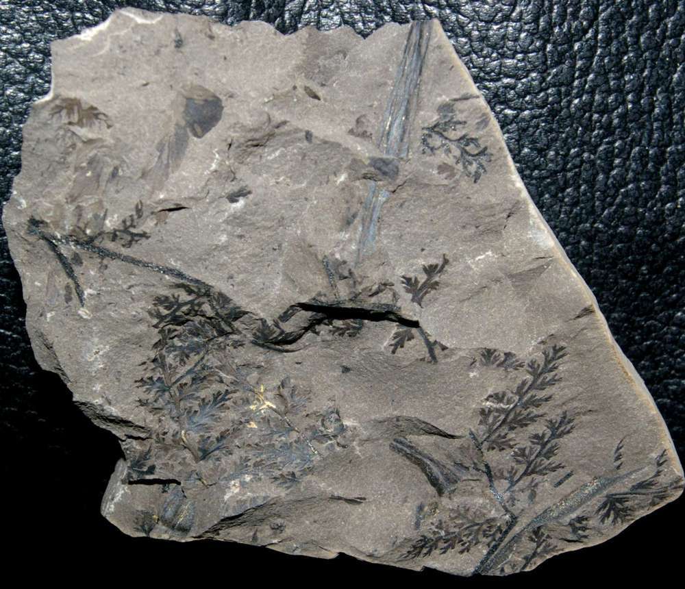 Sphenopteris sancti felicis