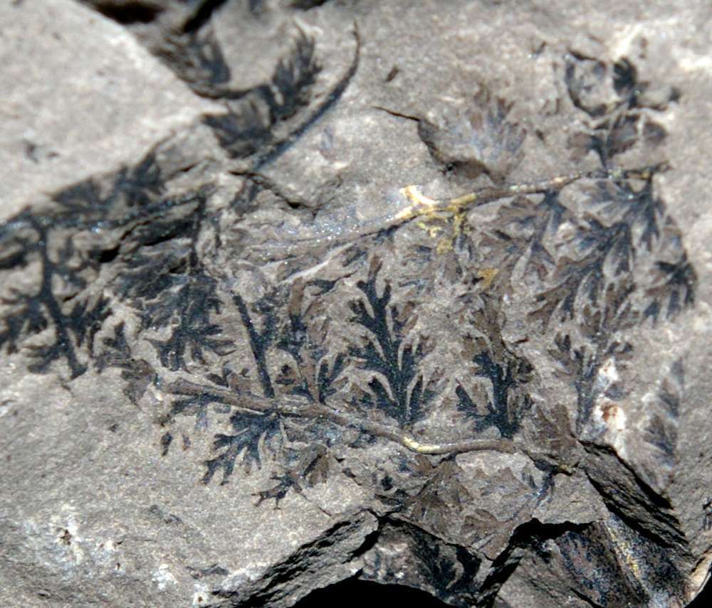 Sphenopteris sancti felicis
