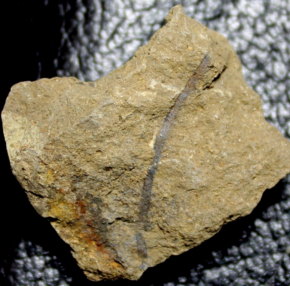 Silurian fossil algae