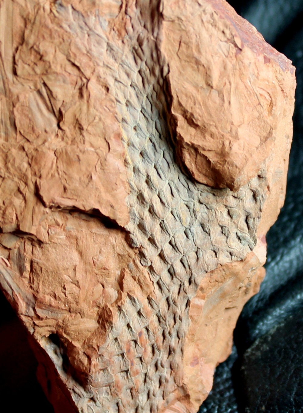 Bergeria dilatata