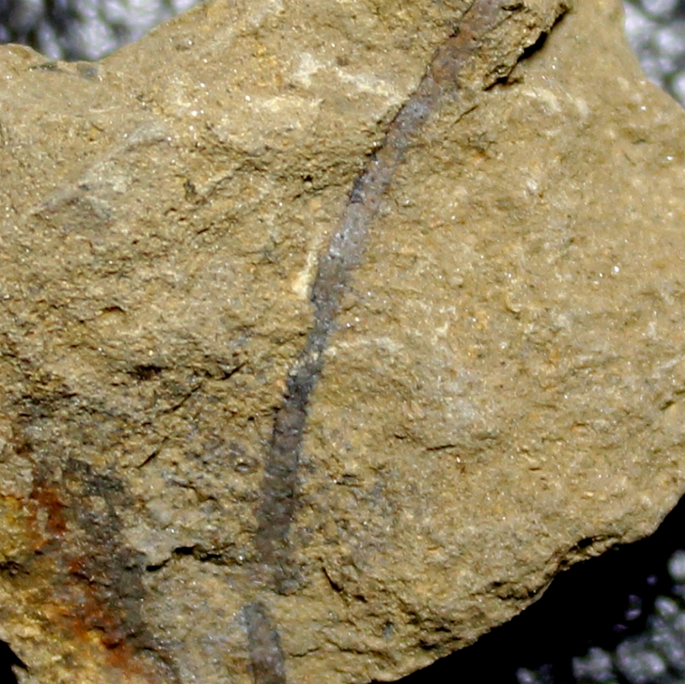 Silurian fossil algae