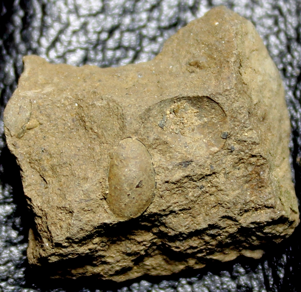 Silurian fossil algae
