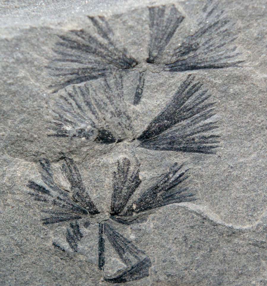 Sphenophyllum longifolium 