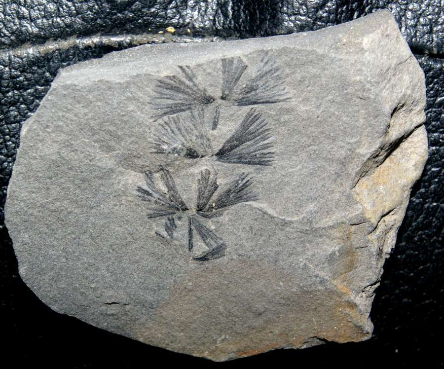 Sphenophyllum longifolium