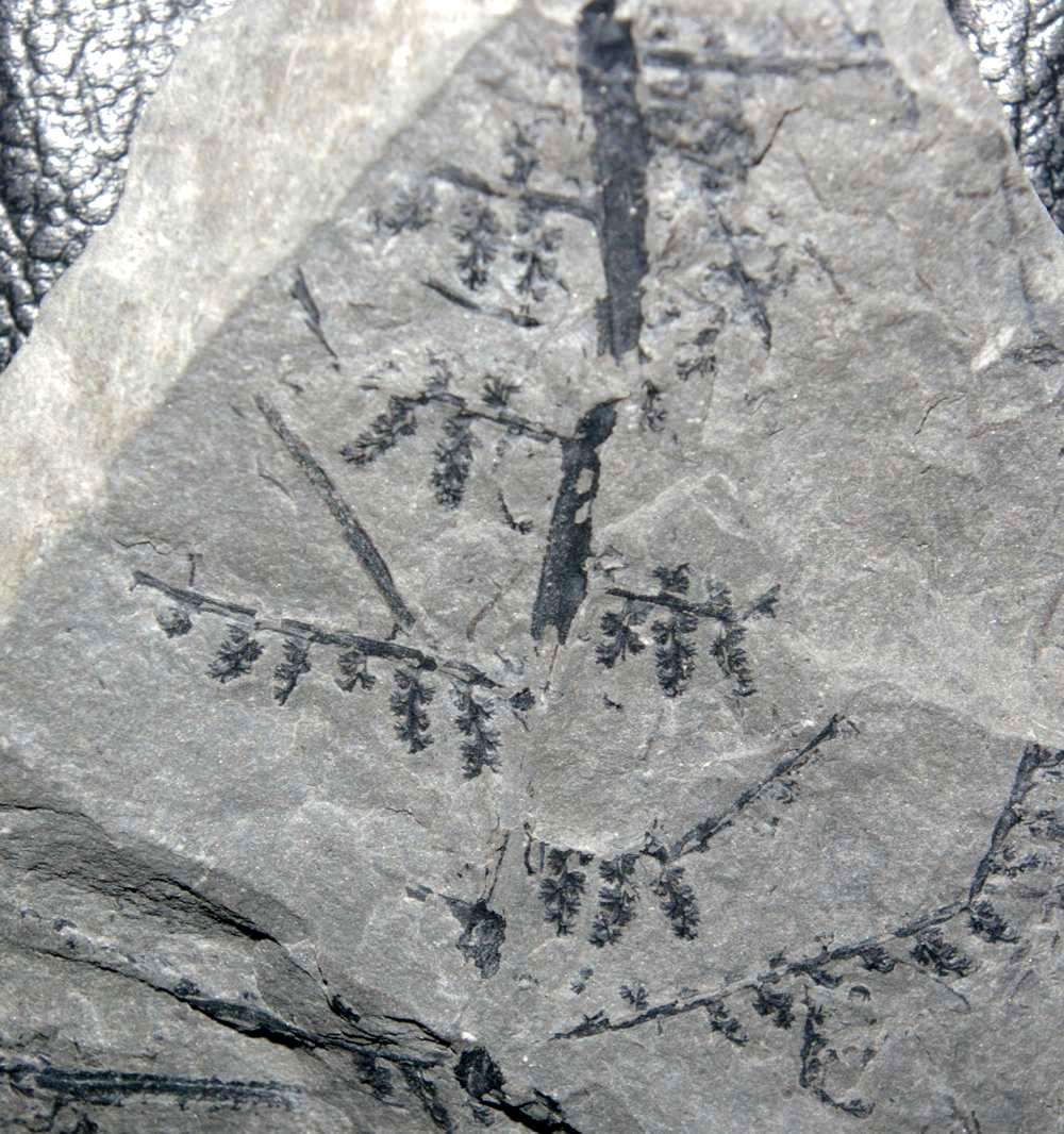 Corynepteris 