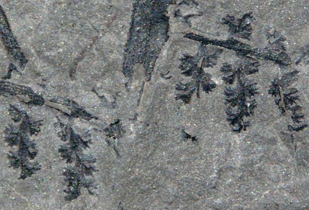Corynepteris 
