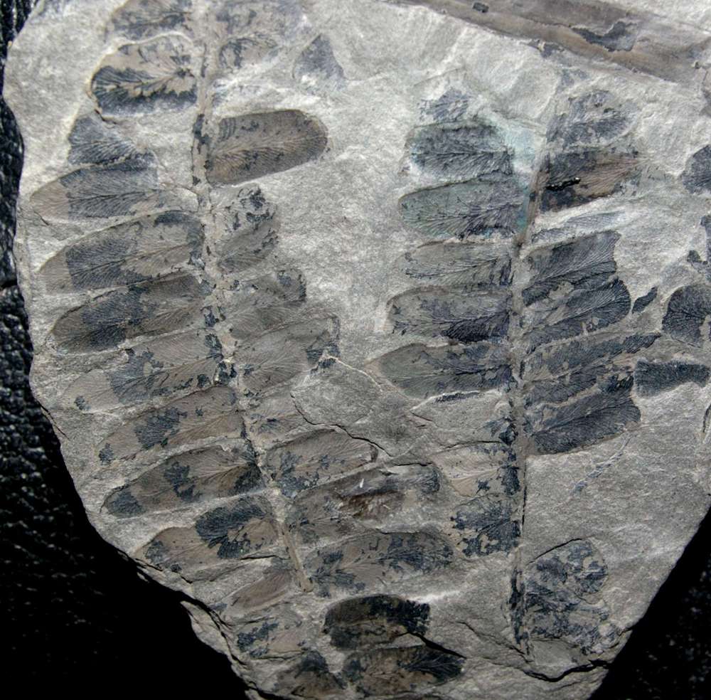 Neuropteris 