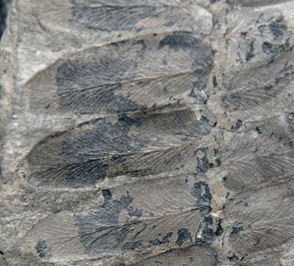 Neuropteris 