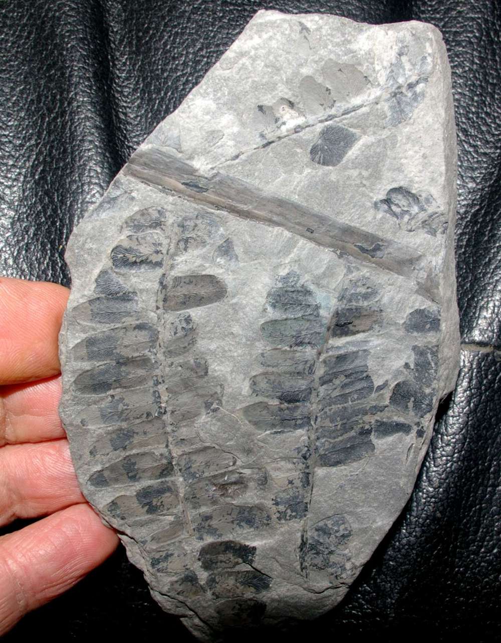 Neuropteris 