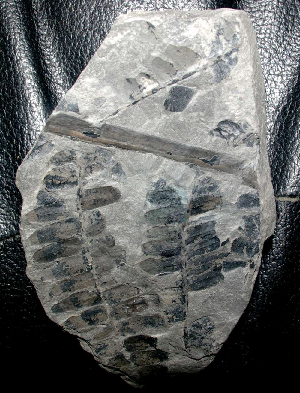 Neuropteris 