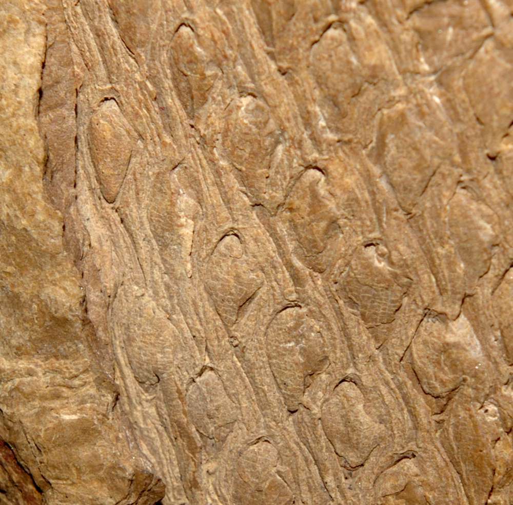 Carboniferous fossil Lycopod bark 