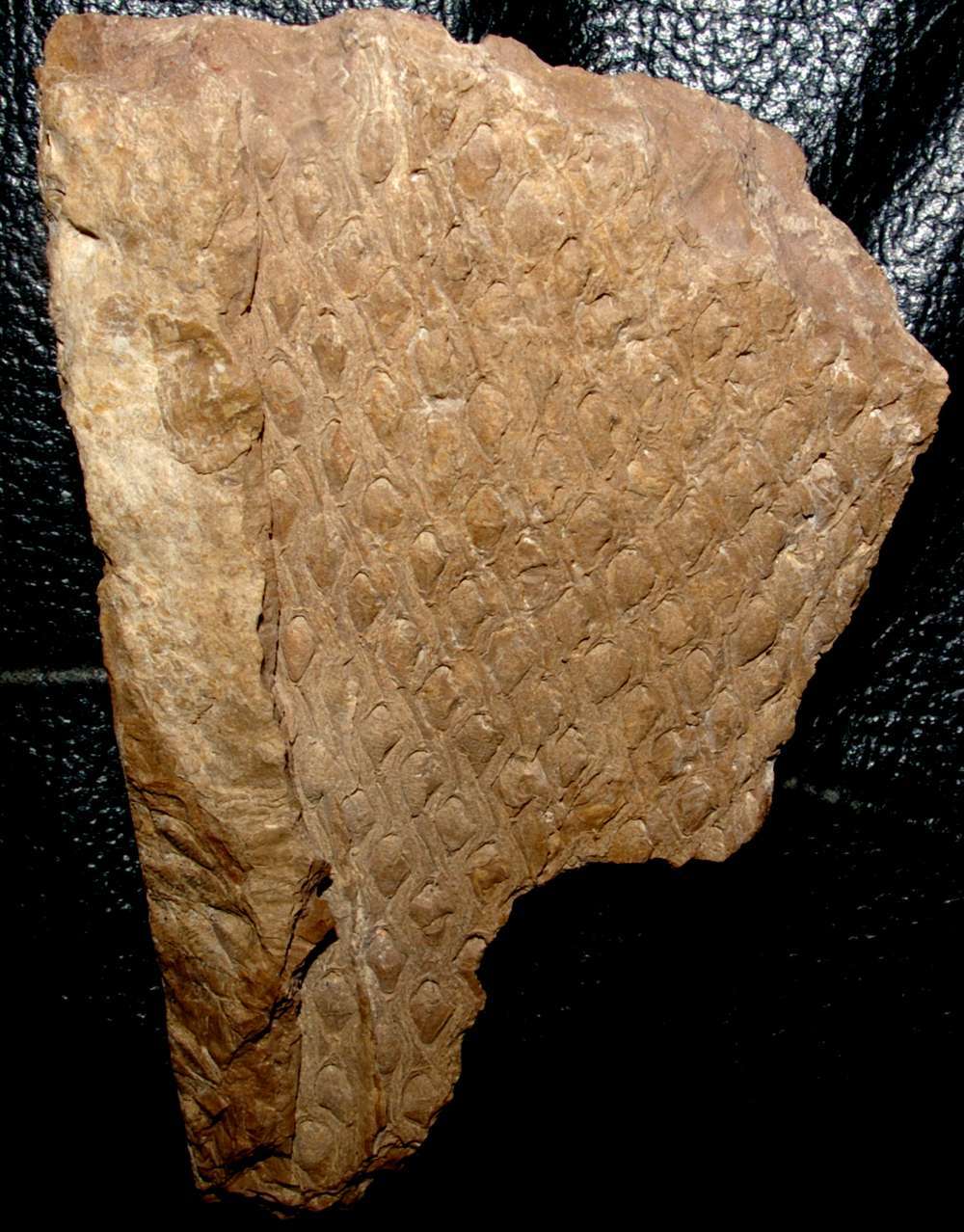 Carboniferous fossil Lycopod bark 