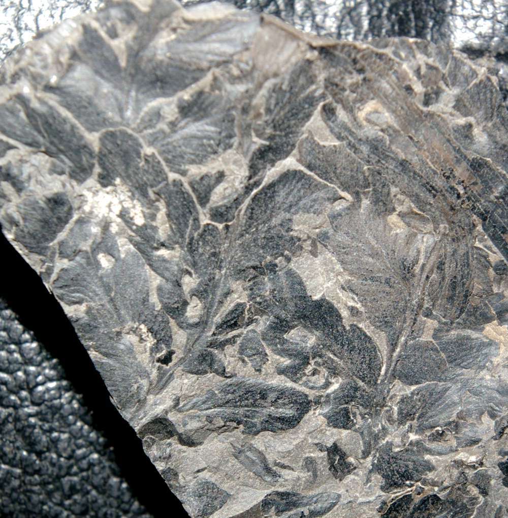 Carboniferous fossil fern 