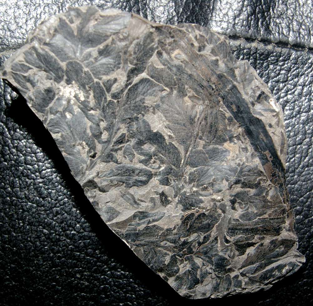 Carboniferous fossil fern 