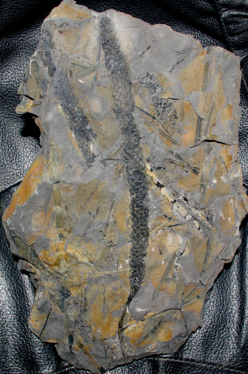 Carboniferous fossil Lepidostrobus 