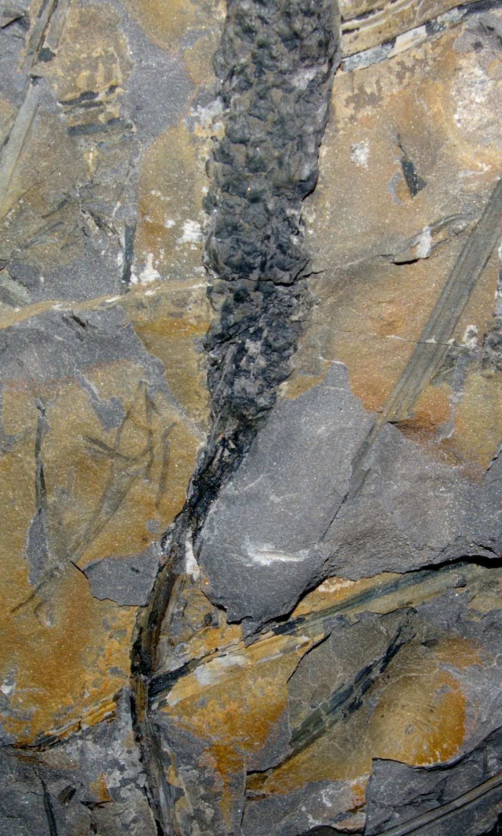 Lepidostrobus 