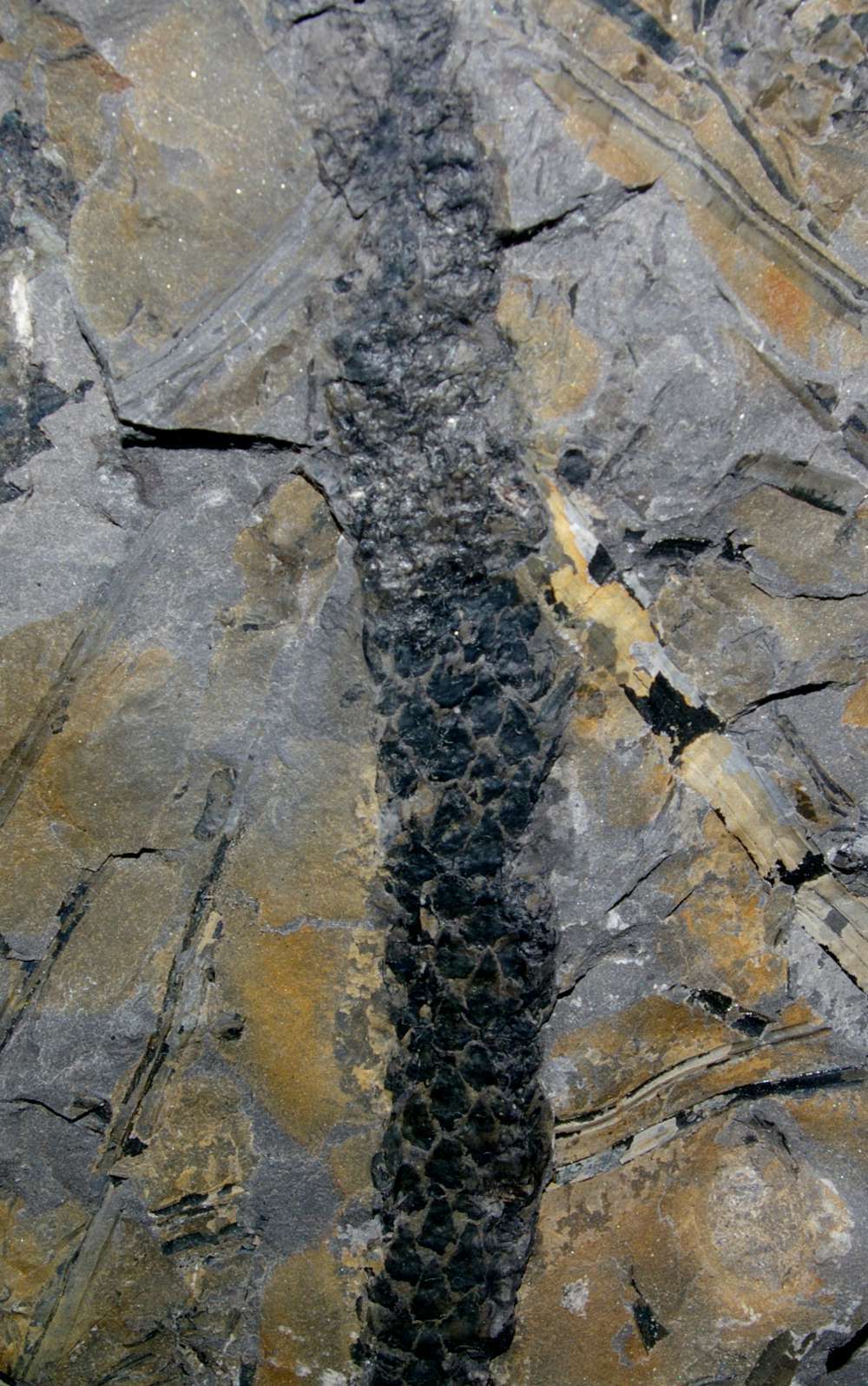 Carboniferous Lepidodendron cone 