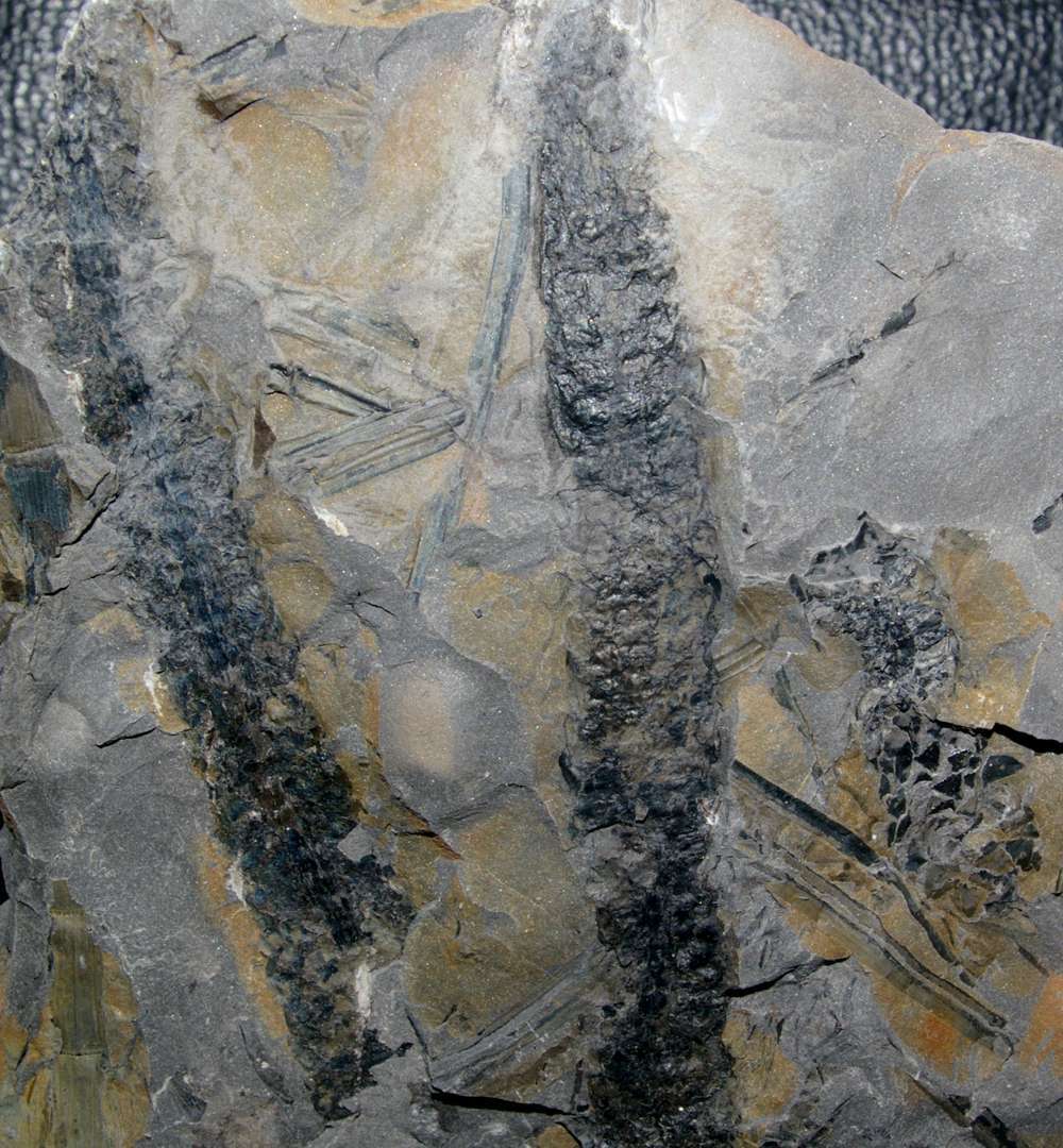 Carboniferous Lepidodendron cone 