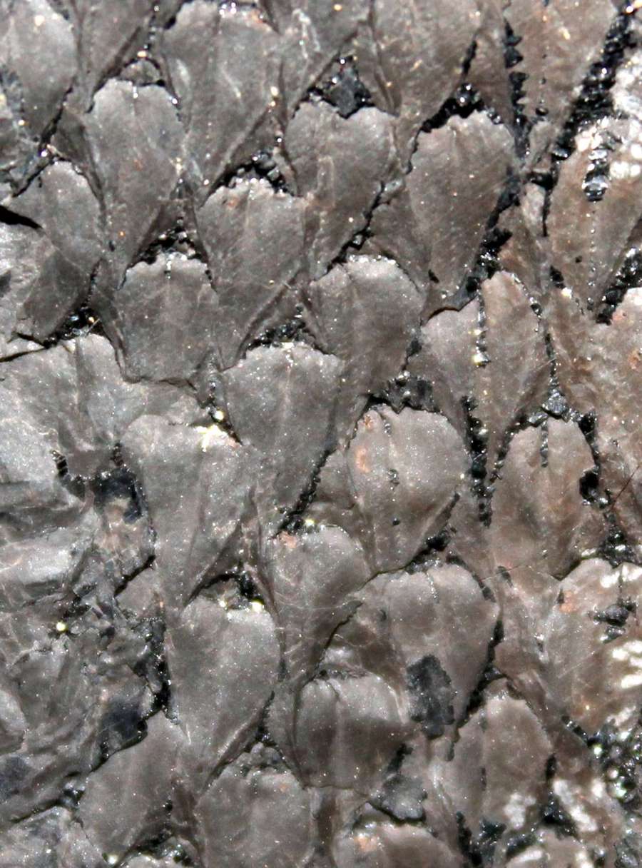 Lepidodendron 