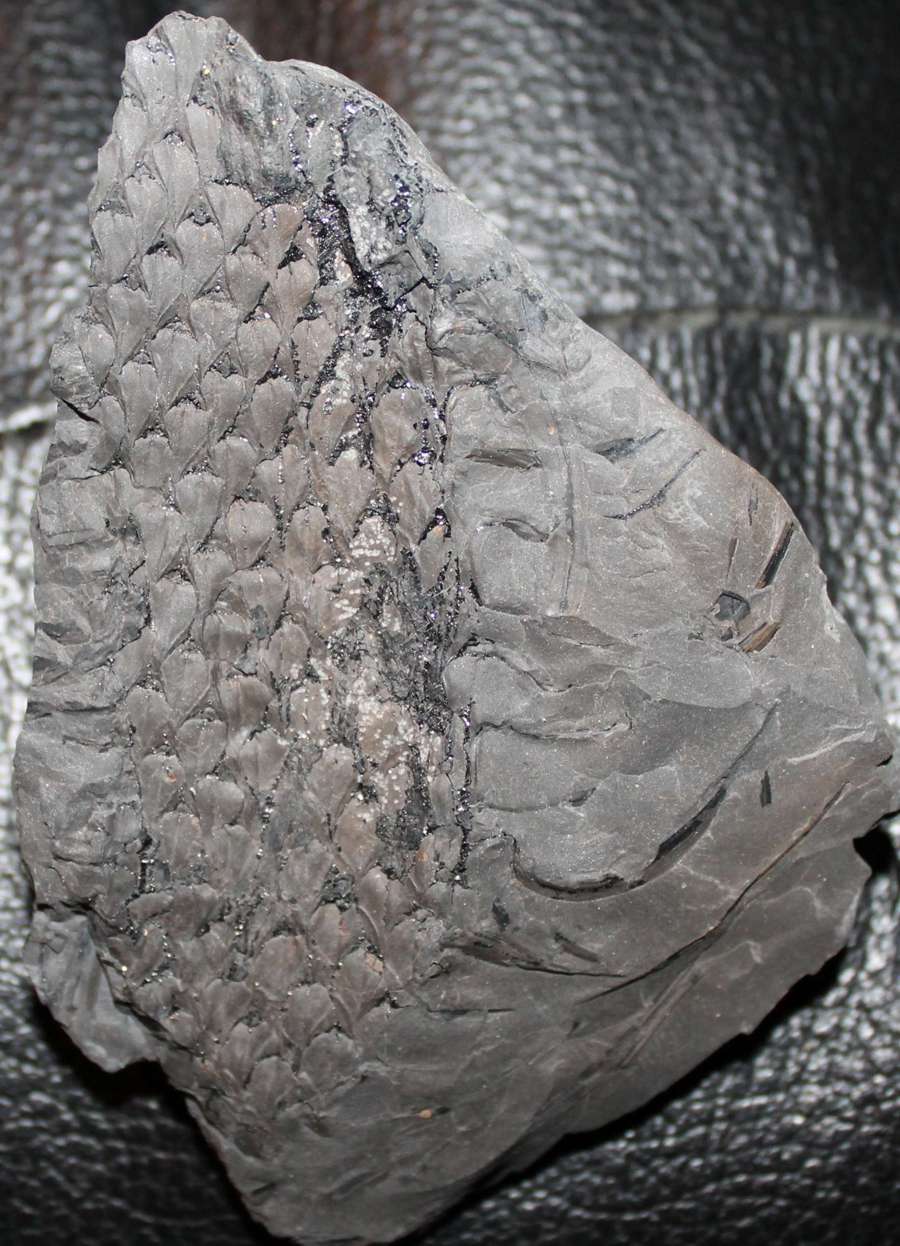 Lepidodendron 