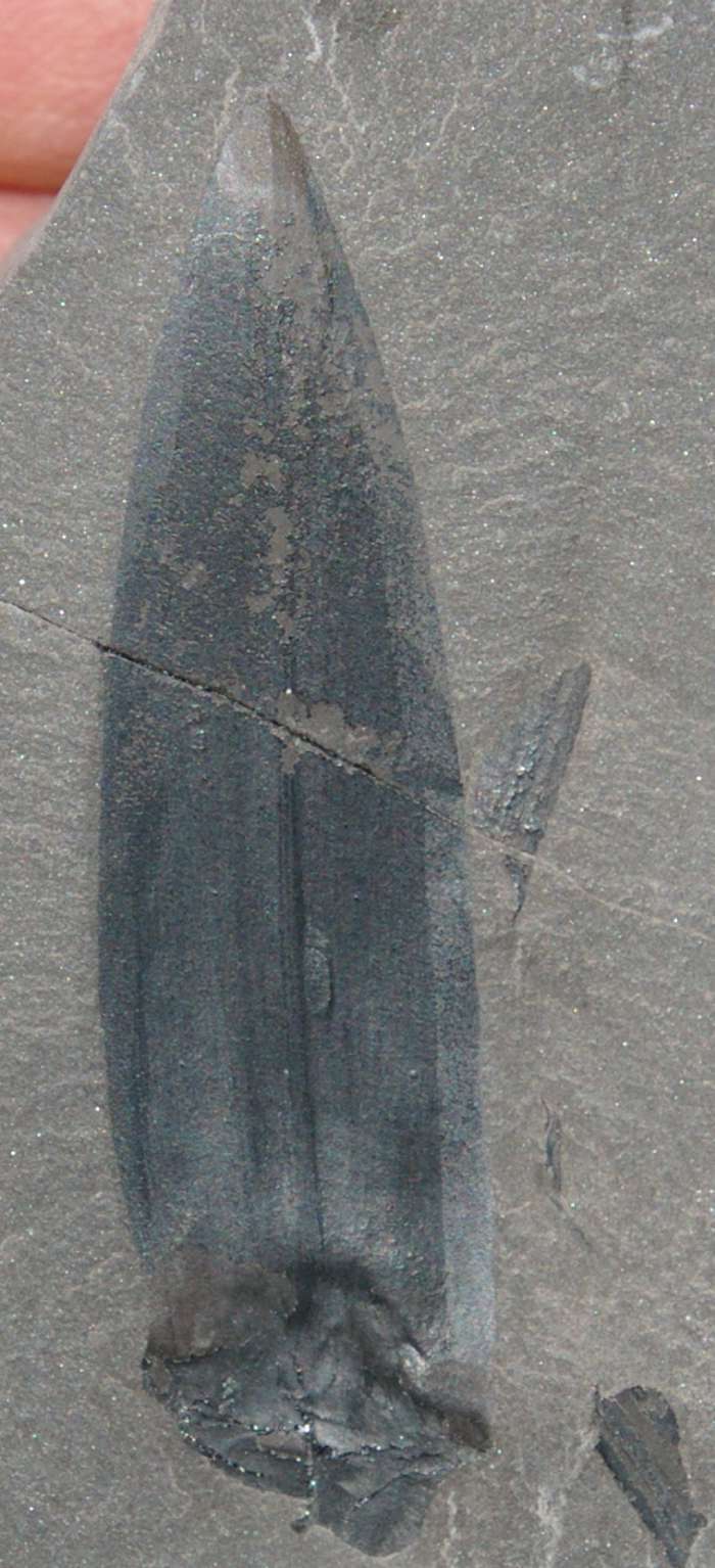  Lepidodendron Carboniferous fossil fertile leaf 