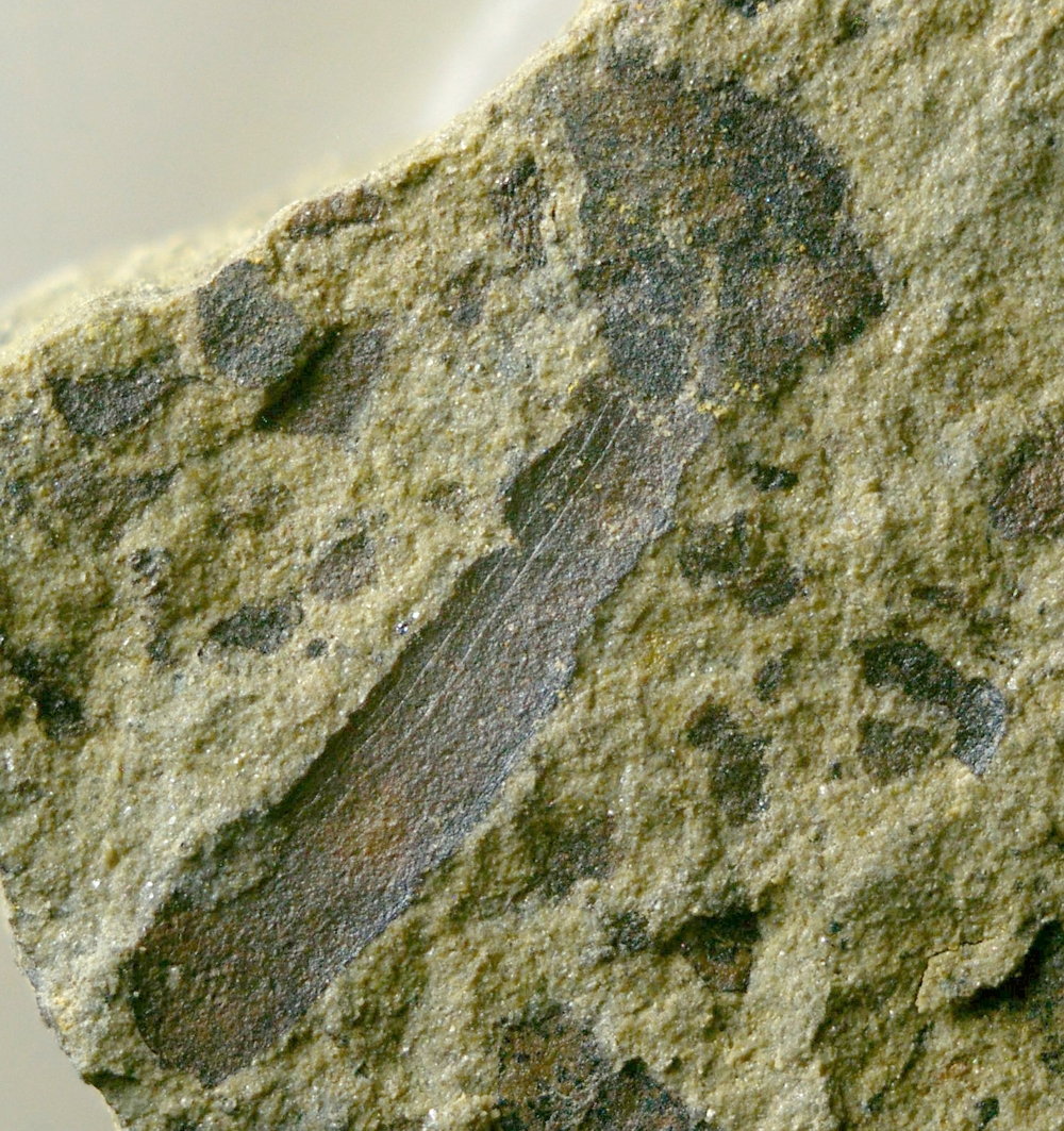 Cooksonia