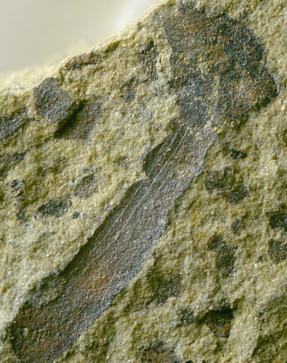 Cooksonia