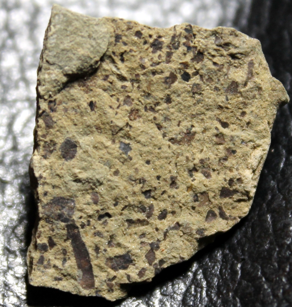 Cooksonia