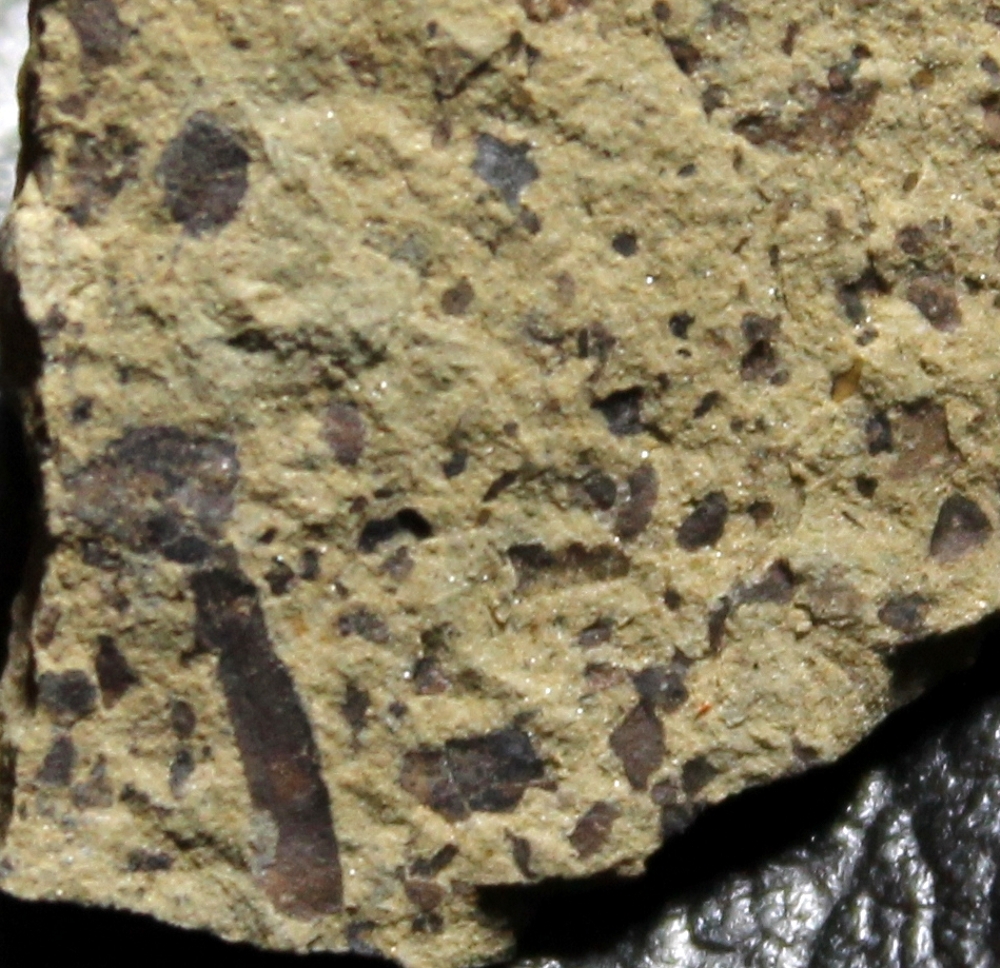 Cooksonia