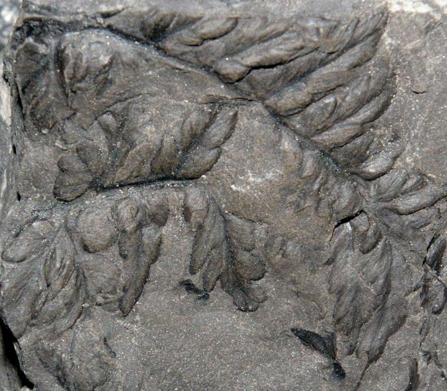  Mariopteris acuta 