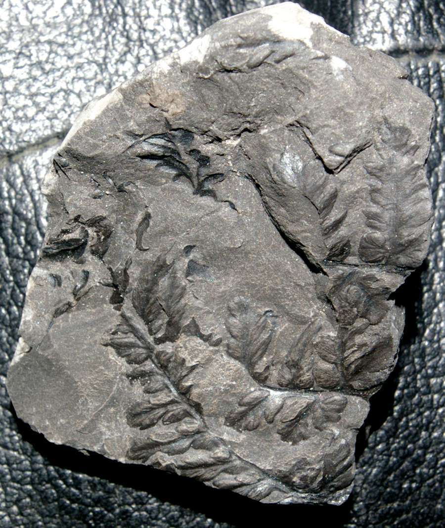  Mariopteris acuta 