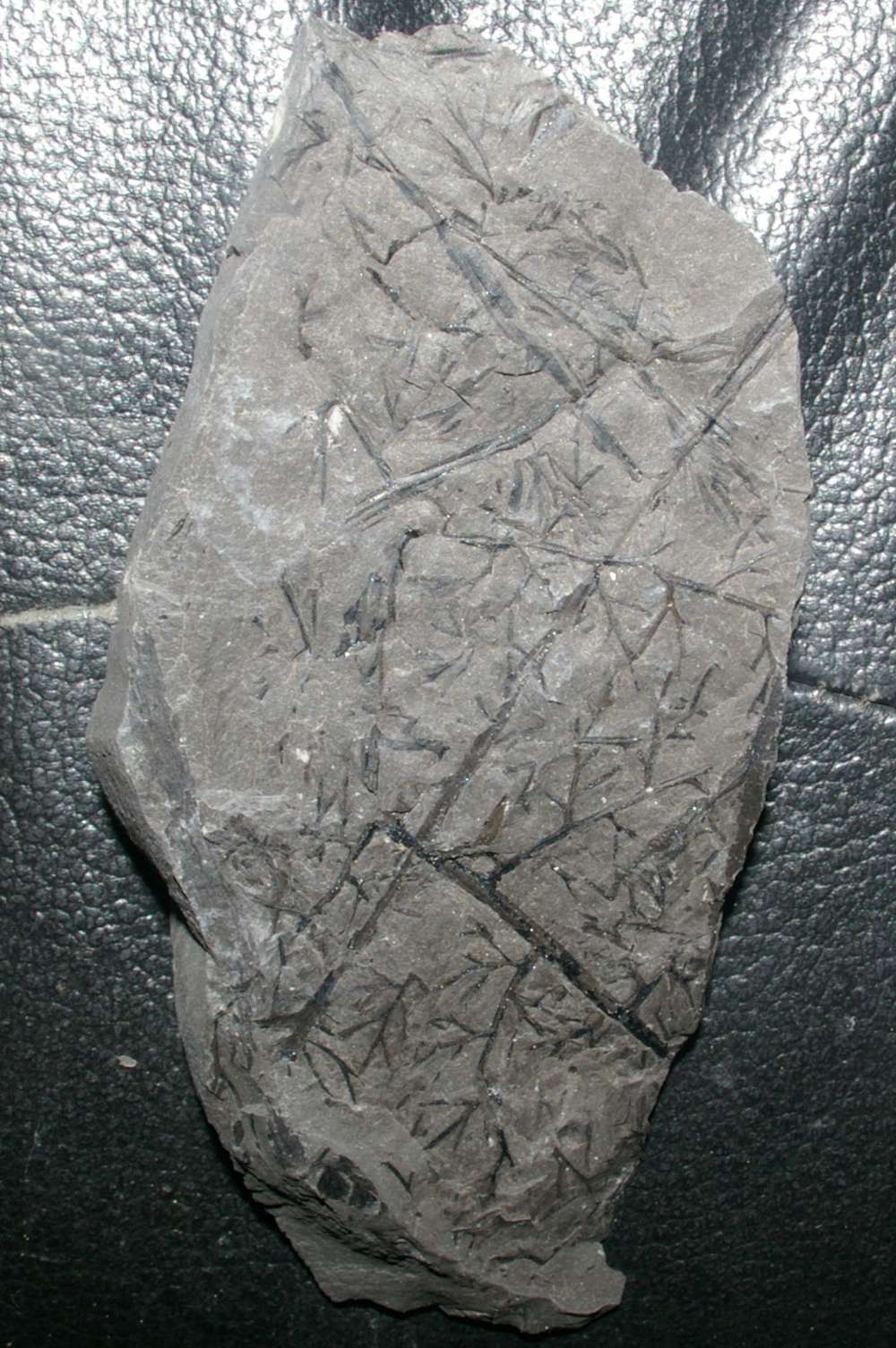  Diplotmema Heterangium adiantoides 