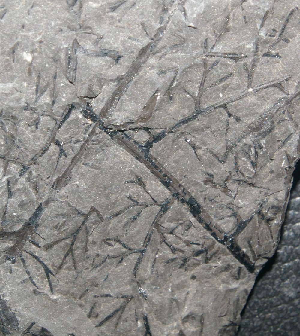  Diplotmema Heterangium adiantoides 