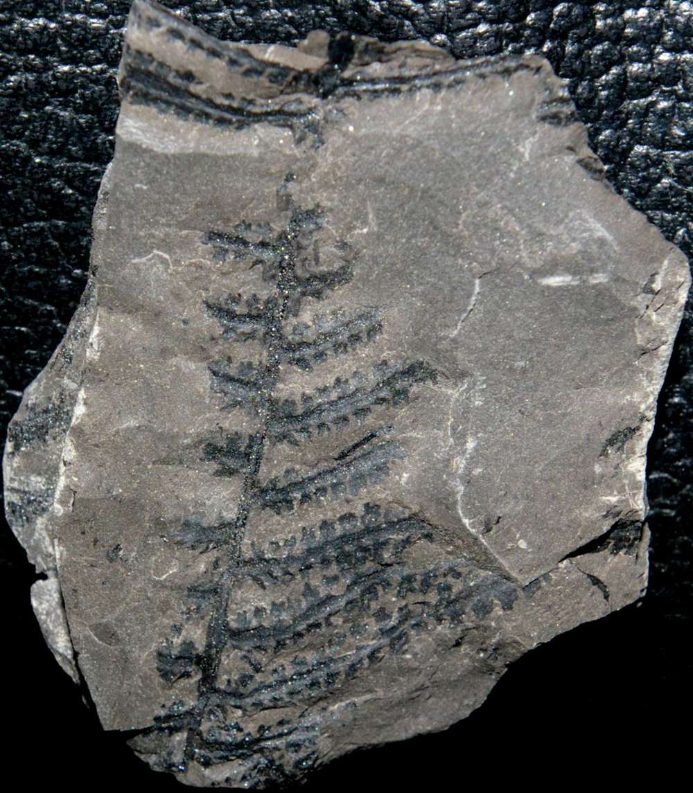  Corynepteris angustissima 