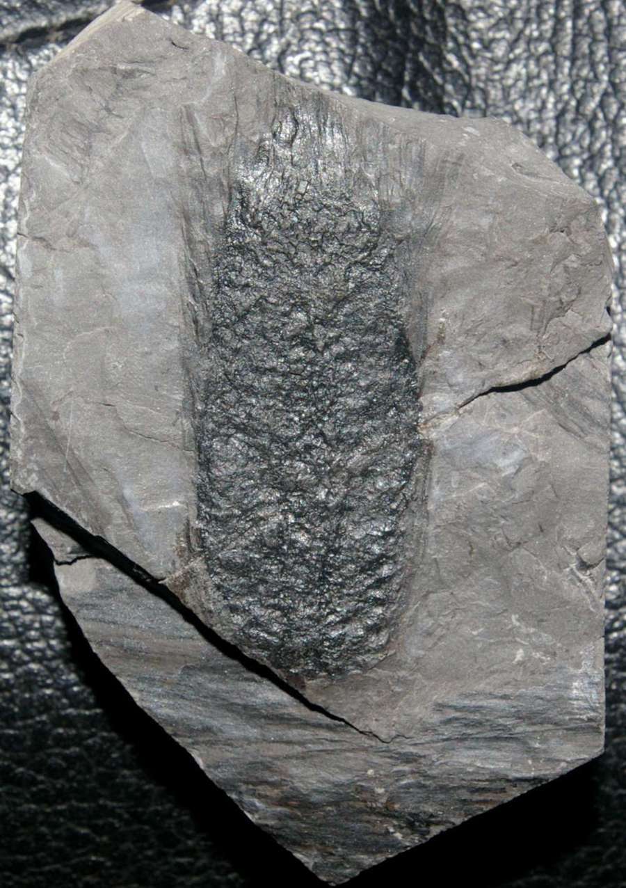  Lepidostrobus 