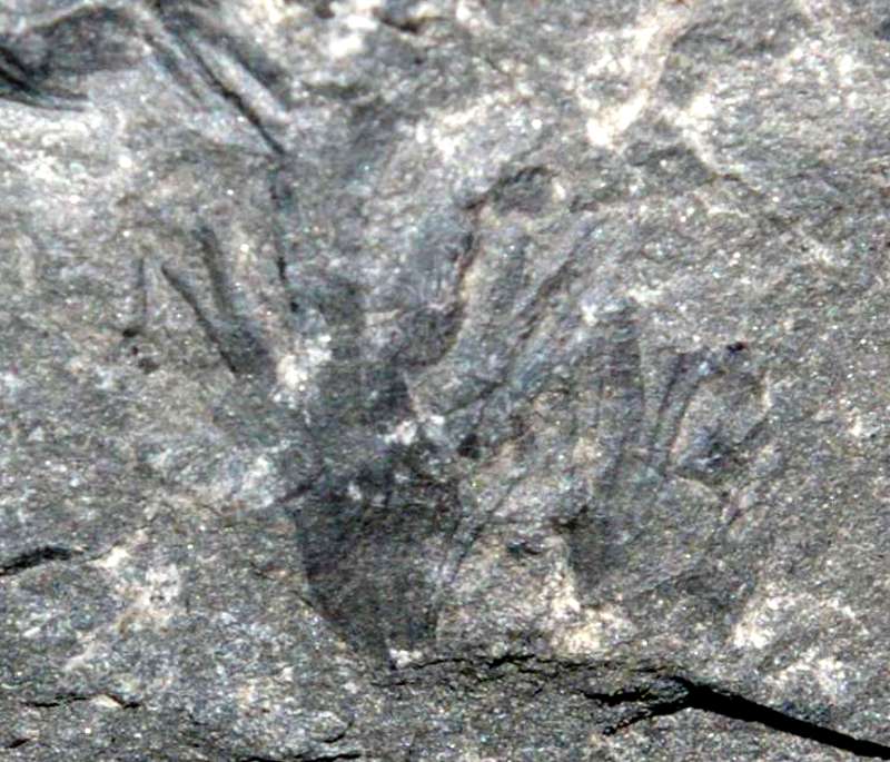 Aphlebia