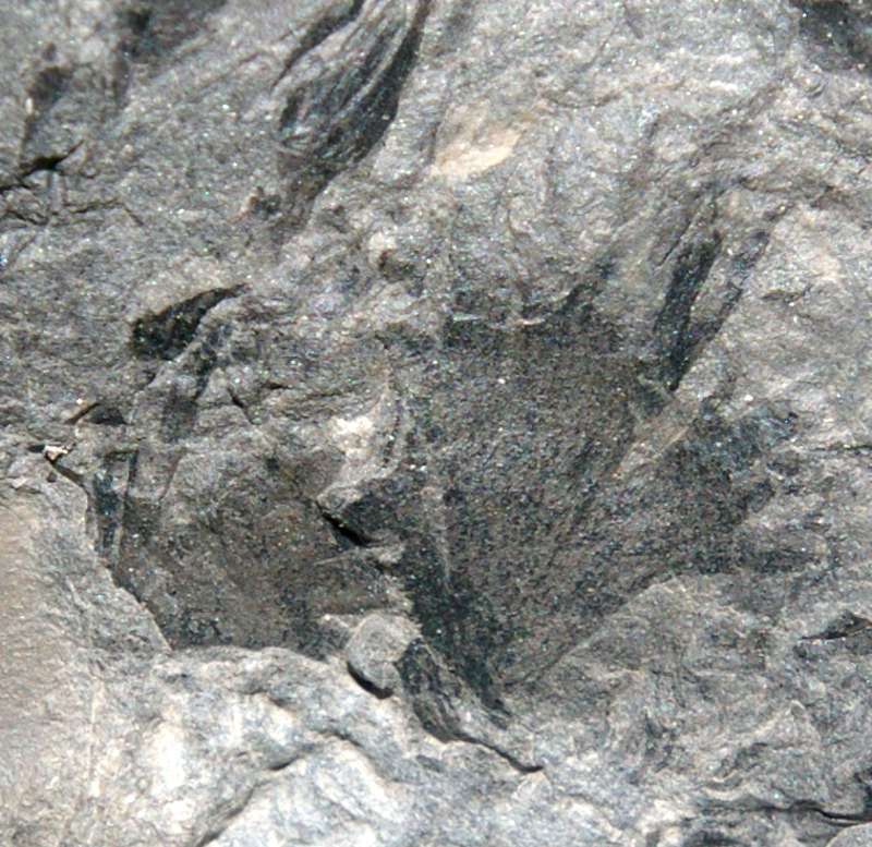 Aphlebia