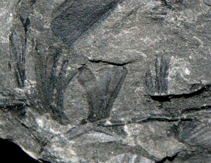 Aphlebia