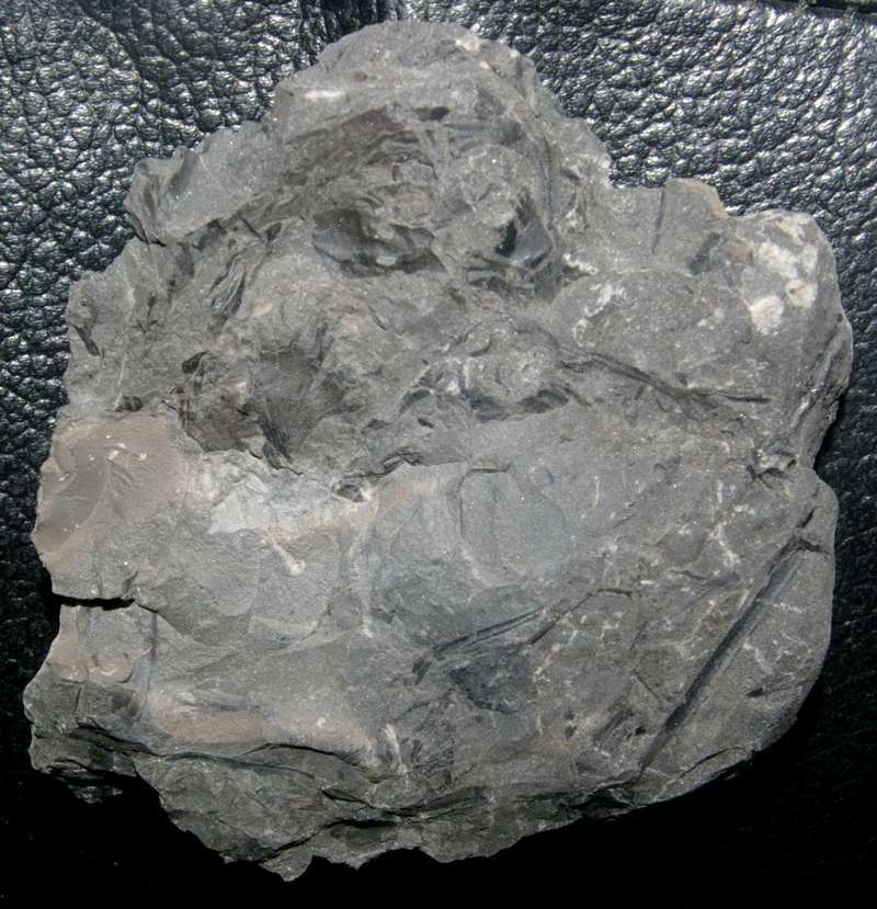 Aphlebia