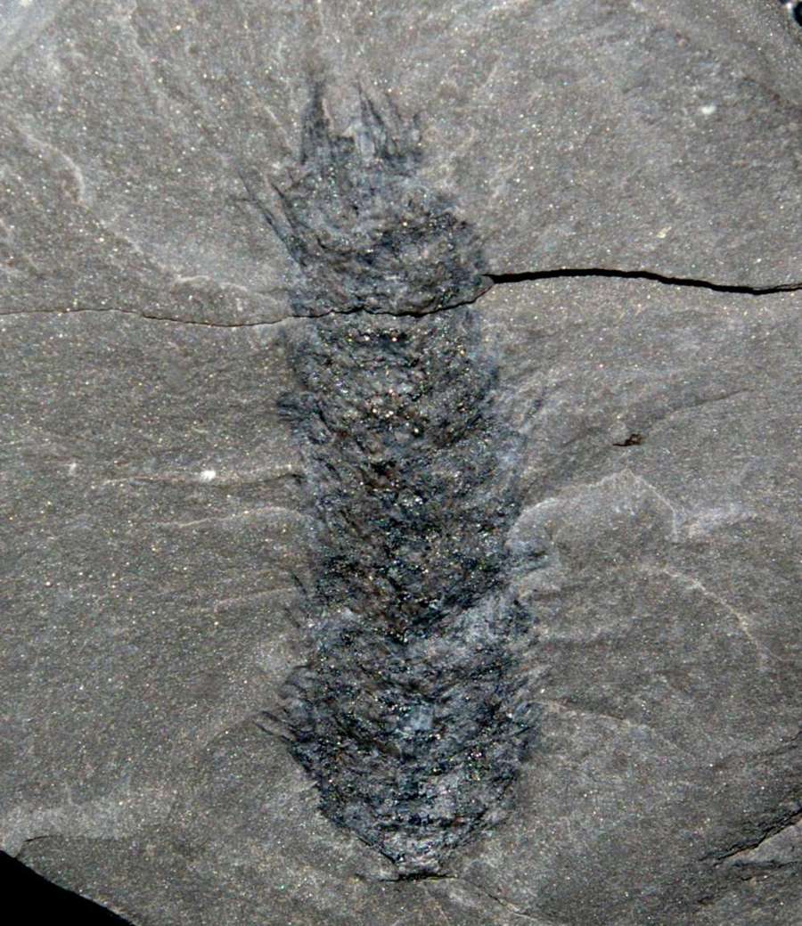 Fossil cone