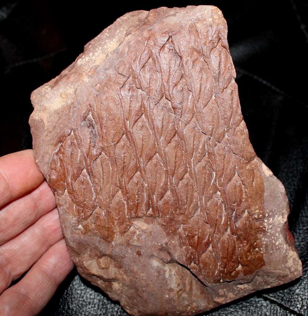Lepidodendron aculeatum