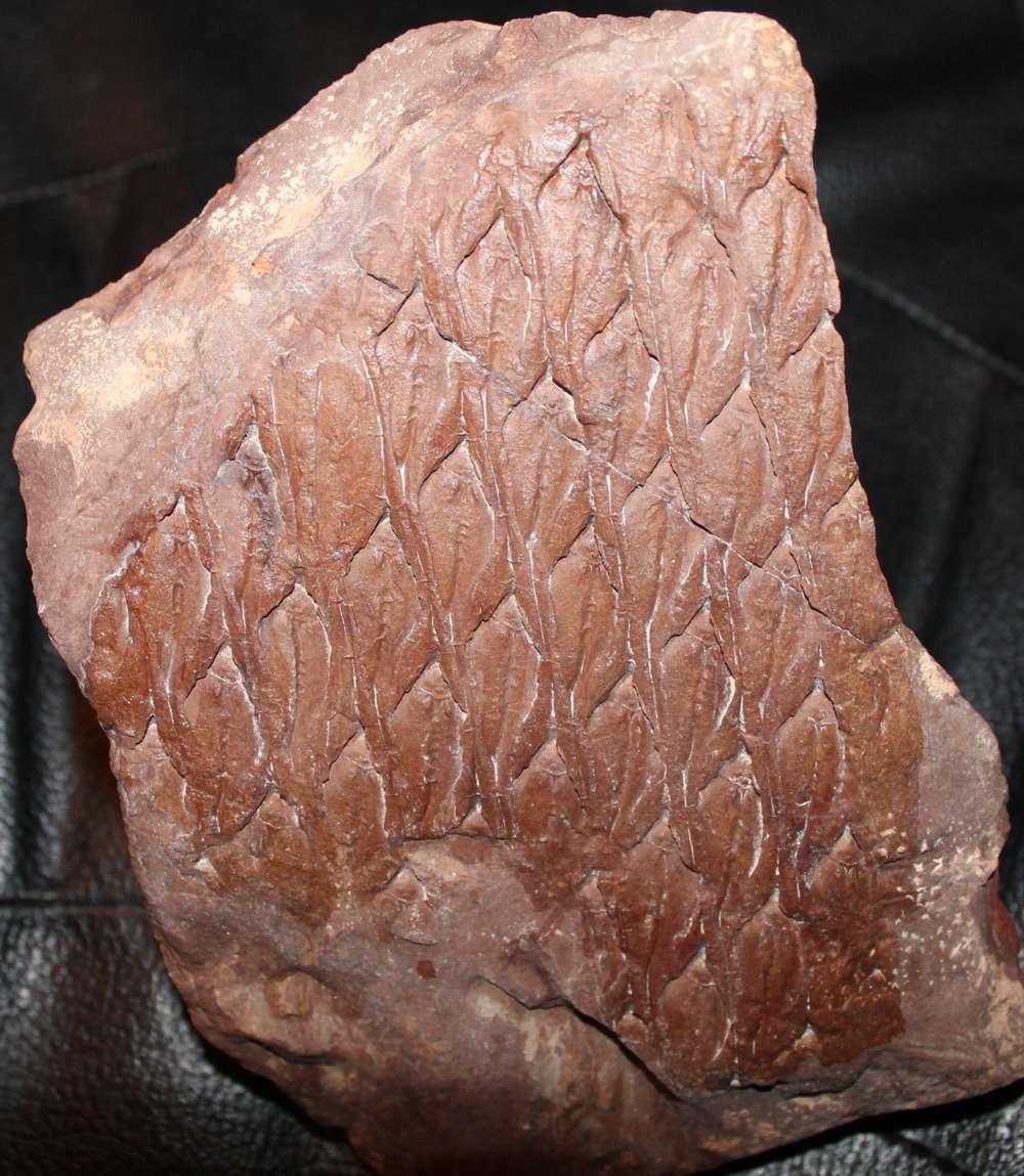 Lepidodendron aculeatum