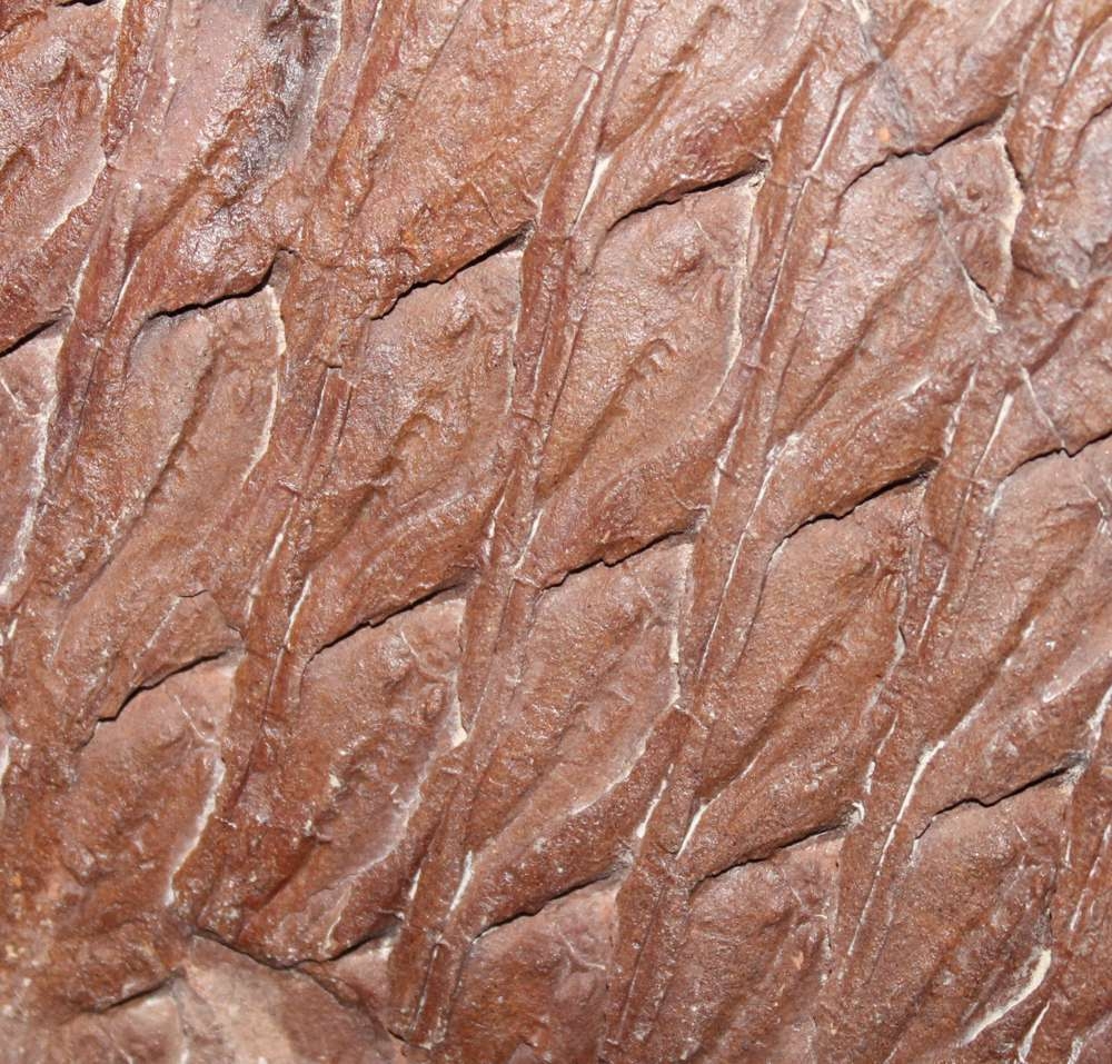 Lepidodendron aculeatum
