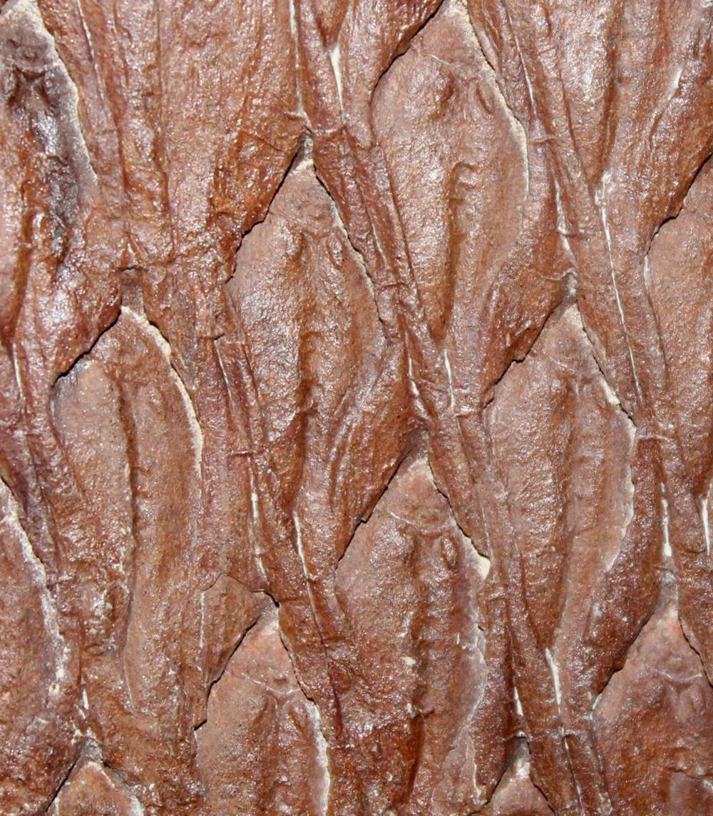 Lepidodendron aculeatum